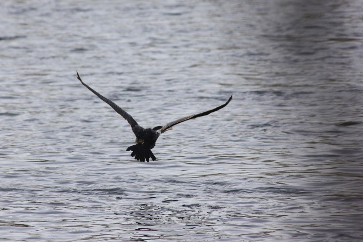 uccelli del fiume Ticino